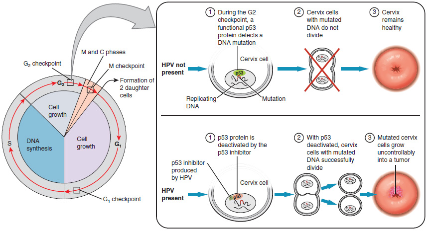 The left panel shows cell cycle. An arrow from the G2 phase leads to the right panel. The top half of the right panel describes the next steps in the absence of HPV and the bottom half describes the next steps in the presence of HPV.