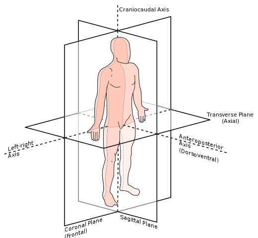 Image depicting the 3 anatomical planes and axes of motion.