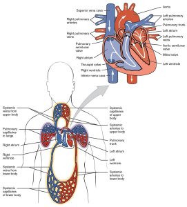 The top panel shows the human heart with the parties and veins labeled. The bottom panel shows the human circulatory system.