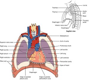 This image shows the position of the heart within the thorax