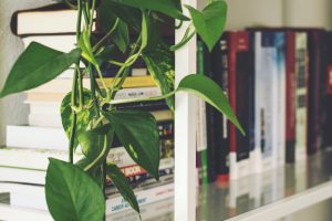 books on a white shelf with a green leaf plant draped over the side of the bookcase. natural light illuminates the books.