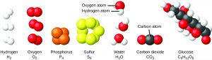 The elements hydrogen, oxygen, phosphorus, and sulfur form molecules consisting of two or more atoms of the same element. The compounds water, carbon dioxide, and glucose consist of combinations of atoms of different elements.