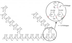 The structure of amylopectin is shown, which contains amylose chains with branches connected by alpha-1,6-linkages