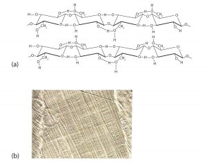 (a) Structure of cellulose, which consists of D-glucose units connected by a beta-1,4-glycosidic linkage. Extensive hydrogen bonding keeps the glucose units in a rigid linear structure. (b) A electron micrograph of the cell wall of an alga shows the individual layers of cellulose fibers in parallel arrangement.