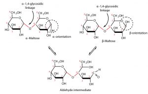 Two forms of maltose are shown, one is alpha maltose with the OH group on the first carbon on the saccharide unit on the right is in the downward orientation, the other is beta maltose with the OH group on the first carbon on the saccharide unit on the right is in the upward orientation