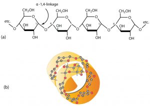 (a) A Haworth projection of amylose. Amylose is a linear chain of α-D-glucose units joined together by α-1,4-glycosidic bonds. (b) A spiral or coiled structure representing the 3-dimensional structure of amylose.