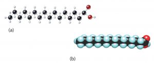 (a) A ball and stick model of a saturated fatty acid with 16 carbons. (b) A space-filling model of a saturated fatty acid with 16 carbons.