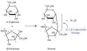 Two monosaccharides, alpha-D-glucose and beta-D-fructose, combine to form the disaccharide sucrose. The two monosaccharide units are connected by an alph-1,beta-2-glycosidic linkage.