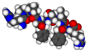 Space-filling model of bradykinin.