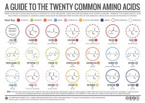A guide to the twenty common amino acids by Compound Interest. Source: https://www.compoundchem.com/2014/09/16/aminoacids/