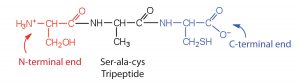 The structure of a tripeptide: Ser-ala-cys. The serine amino acid is on the left side, known as the N-terminal end which ends in a nitrogen group. The alanine is in the middle connected to the serine on the left and the cysteine on the right through peptide bonds. The cysteine on the right is called the C-terminal end, since this side of the chain ends in a -CO2^- group.