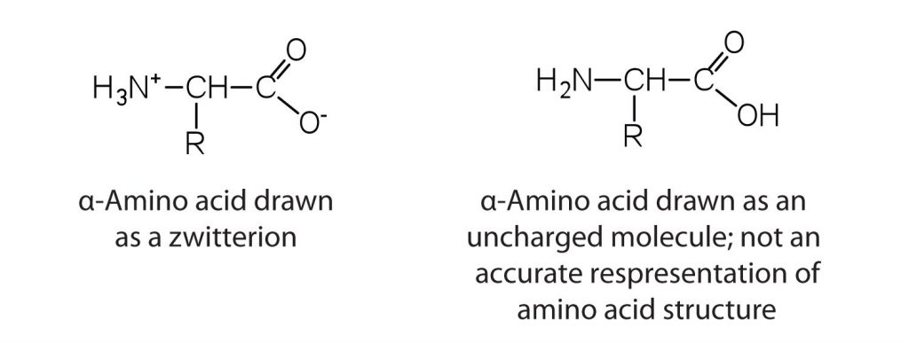 On the left: An alpha-amino acid is drawn as a zwitterion. There is a positive charge on the nitrogen on the left side of the molecule and a negative charge on on of the oxygen atoms at the right side of the molecule. On the right: An alpha-amino acid is drawn as an uncharged molecule; not an accurate representation of the amino acid structure.