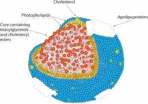 A lipoprotein