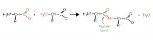 Two amino acids react via a dehydration synthesis reaction to form a dipeptide connected by a peptide bond. The carbon on the right side of the first amino acids bonds to the nitrogen on the left side of the second amino acid. A water molecule released as a byproduct.