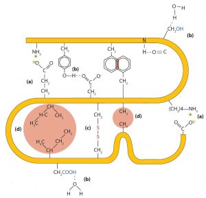 Tertiary Protein Structure Interactions. Four interactions stabilize the tertiary structure of a protein: (a) ionic bonding, (b) hydrogen bonding, (c) disulfide linkages, and (d) dispersion forces.