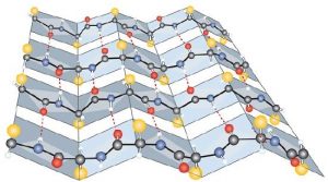 A Ball-and-Stick Model of the β-Pleated Sheet Structure in Proteins. The side chains extend above or below the sheet and alternate along the chain. The protein chains are held together by interchain hydrogen bonding.