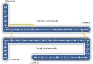 Two amino acid chains form the protein insulin. Chain A contains 21 amino acids, chain B contains 30 amino acids. The two chains are connected by disulfide bonds.