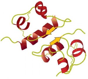 A Ribbon Model of the Three-Dimensional Structure of Insulin. The spiral regions represent sections of the polypeptide chain that have an α-helical structure, while the broad arrows represent β-pleated sheet structures.