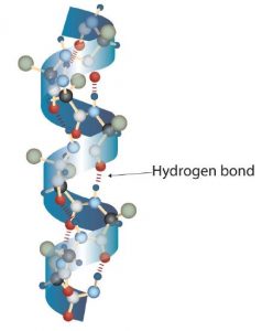 A Ball-and-Stick Model of an α-Helix. This ball-and-stick model shows the intrachain hydrogen bonding between amino acids. Each turn of the helix spans 3.6 amino acids. Note that the side chains (represented as green spheres) point out from the helix.