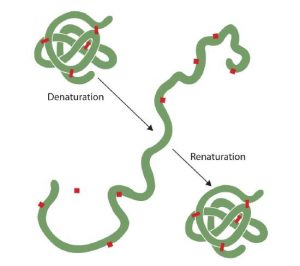 A protein is shown folded up into its correct 3D shape. Then after denaturation, the protein is unraveled and becomes an expanded chain. After renaturation, the protein remolds to its correct 3D shape.