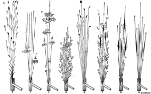 Black line drawings of various sparks produced by different steels