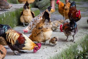 Photagraph of chickens pecking for food