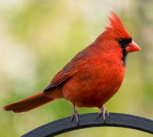 A profile photograph of a red bird