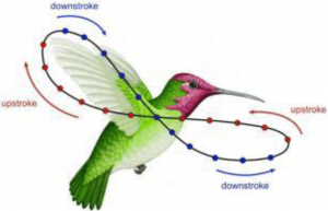 A color image showing the wing pattern of a flying hummingbird